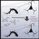 A model of how the psychedelic drugs LSD, DMT, and DOI affect the brain’s plasticity.